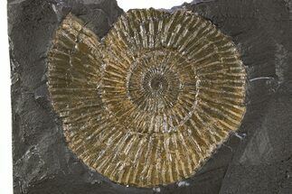 Dactylioceras Ammonite Fossil - Posidonia Shale, Germany #305708