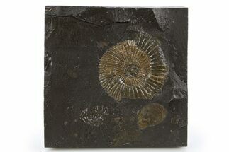 Dactylioceras Ammonite Fossil - Posidonia Shale, Germany #305713