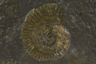 Harpoceras Ammonite Fossil - Posidonia Shale, Germany #305717