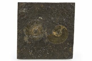 Fossil Ammonite Cluster - Posidonia Shale, Germany #305723