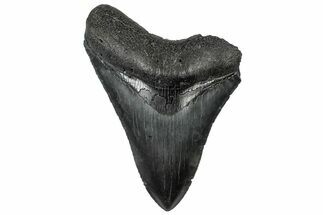 Serrated, Fossil Megalodon Tooth - South Carolina #301808