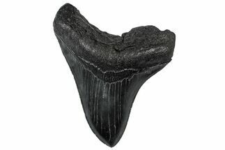 Serrated, Fossil Megalodon Tooth - South Carolina #301809