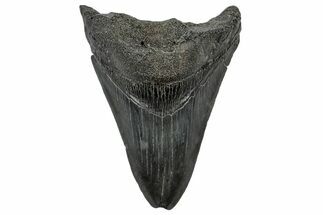 Fossil Megalodon Tooth - South Carolina #301819