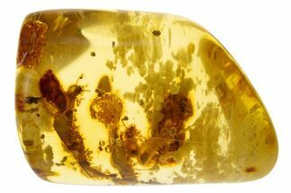 Polished Colombian Copal ( g) - Contains Termites! #304224