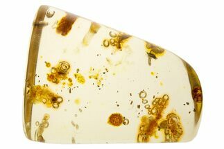 Polished Colombian Copal ( g) - Contains Termites! #304255