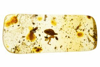 Polished Colombian Copal ( g) - Contains Flower Bud! #304268