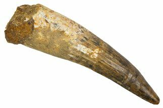 Fossil Spinosaurus Tooth - Real Dinosaur Tooth #305674