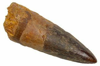 Fossil Spinosaurus Tooth - Real Dinosaur Tooth #305679