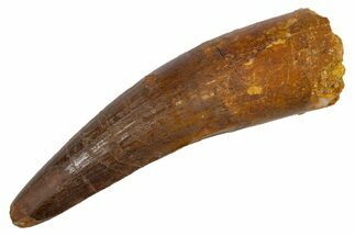 Fossil Spinosaurus Tooth - Real Dinosaur Tooth #305703