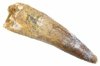 Fossil Spinosaurus Tooth - Real Dinosaur Tooth #305747