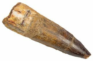 Fossil Spinosaurus Tooth - Real Dinosaur Tooth #305762