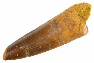 Fossil Spinosaurus Tooth - Real Dinosaur Tooth #305769