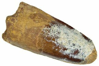 Fossil Spinosaurus Tooth - Feeding Worn Tooth #305575