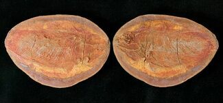 Perleidus Fossil Fish From Madagascar - Triassic #16738