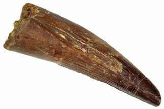 Fossil Spinosaurus Tooth - Real Dinosaur Tooth #305600