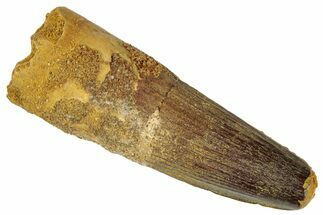 Fossil Spinosaurus Tooth - Real Dinosaur Tooth #305635