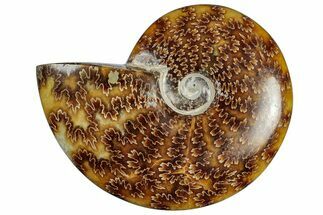 Polished Cretaceous Ammonite (Cleoniceras) Fossil - Madagascar #305933