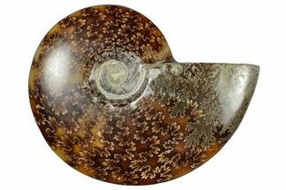 Polished Cretaceous Ammonite (Cleoniceras) Fossil - Madagascar #305934