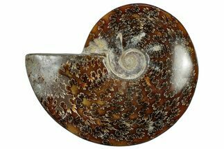 Polished Cretaceous Ammonite (Cleoniceras) Fossil - Madagascar #305947