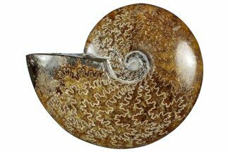 Polished Cretaceous Ammonite (Cleoniceras) Fossil - Madagascar #305949