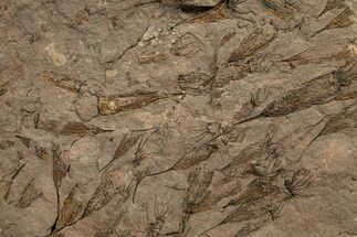 Eocrinoid (Ascocystites) Mortality Plate - Ordovician #305151