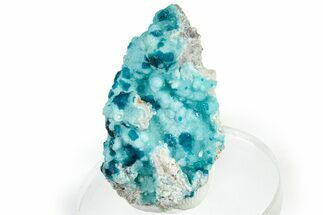 Vibrant Blue Veszelyite Cluster on Hemimorphite - Congo #306087