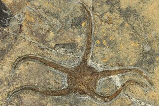 Ordovician Brittle Star (Ophiura) - Morocco #306224