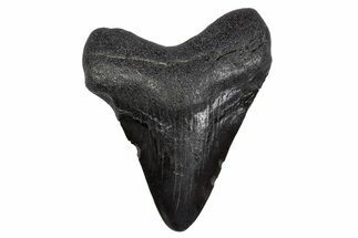 Juvenile Megalodon Tooth - South Carolina #306235