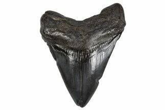 Juvenile Megalodon Tooth - South Carolina #306236