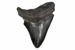 Serrated, Fossil Megalodon Tooth - South Carolina #306245