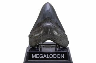 Fossil Megalodon Tooth - South Carolina #306307