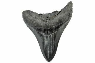 Serrated, Fossil Megalodon Tooth - South Carolina #306275