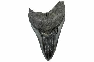 Serrated, Fossil Megalodon Tooth - South Carolina #306281