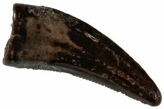 Serrated Dromaeosaurid Theropod (Acheroraptor) Tooth - Montana #306579