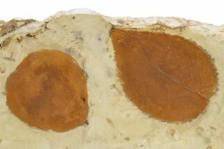 Wide Plate with Two Fossil Leaves (Two Species) - Montana #305984