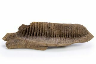 Juvenile Hadrosaur (Edmontosarus) Jaw Section - Wyoming #306854