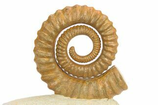 Early Devonian Ammonoid (Anetoceras) - Tazarine, Morocco #306906