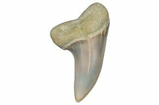 Fossil Shark Tooth (Carcharodon planus) - Bakersfield, CA #306780