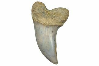 Fossil Shark Tooth (Carcharodon planus) - Bakersfield, CA #306781