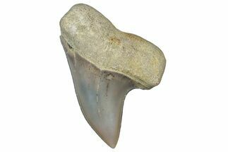 Fossil Shark Tooth (Carcharodon planus) - Bakersfield, CA #306788