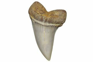 Fossil Shark Tooth (Carcharodon planus) - Bakersfield, CA #306800