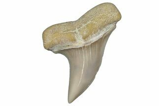 Fossil Shark Tooth (Carcharodon planus) - Bakersfield, CA #306804