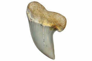 Fossil Shark Tooth (Carcharodon planus) - Bakersfield, CA #306805