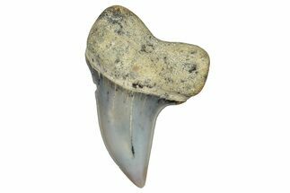 Fossil Shark Tooth (Carcharodon planus) - Bakersfield, CA #306825