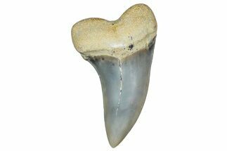 Fossil Shark Tooth (Carcharodon planus) - Bakersfield, CA #306835