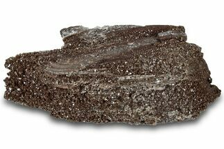 Permineralized Wood Covered In Sparkling Quartz - Germany #306994