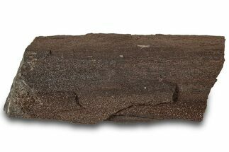 Permineralized Wood Covered In Sparkling Quartz - Germany #307002