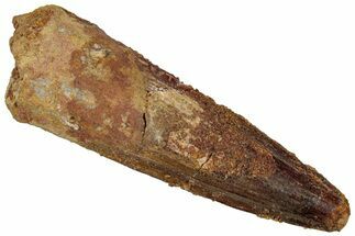 Fossil Spinosaurus Tooth - Real Dinosaur Tooth #305828