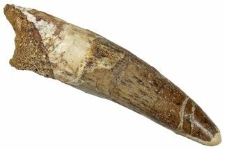 Fossil Spinosaurus Tooth - Real Dinosaur Tooth #305833