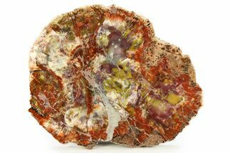 Rainbow Colored Polished Petrified Wood Round - Arizona #307191